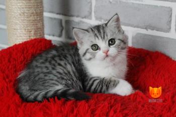 Lionel MeowClub *BY
